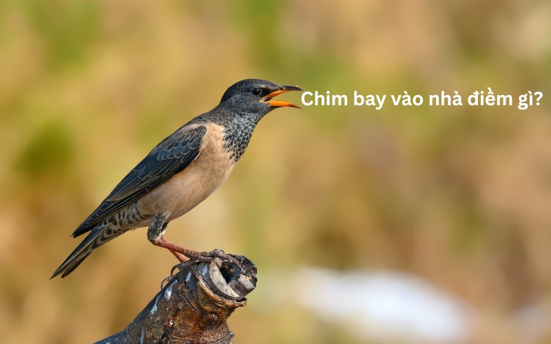 chim bay vào nhà