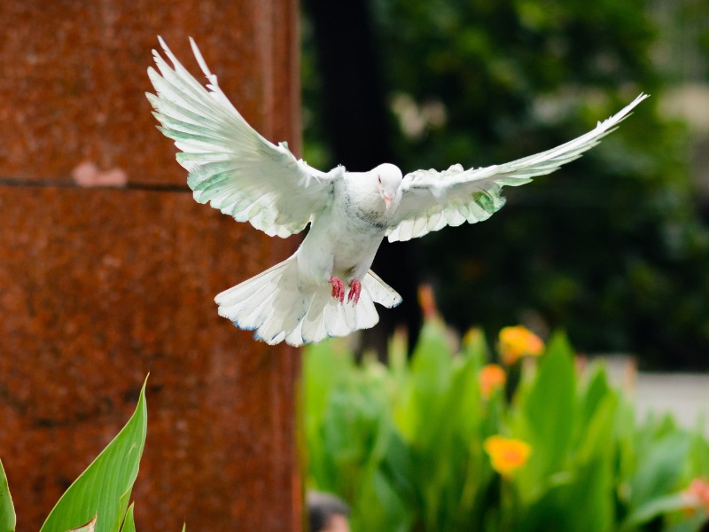 Bồ câu bay vào nhà là dấu hiệu báo trước những điều tốt đẹp sắp đến với gia đình