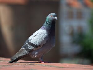 CHIM BỒ CÂU BAY VÀO NHÀ