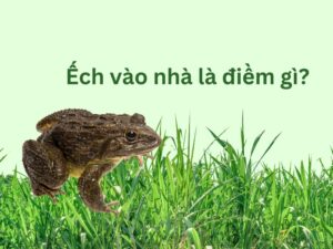 ếch vào nhà là điềm gì