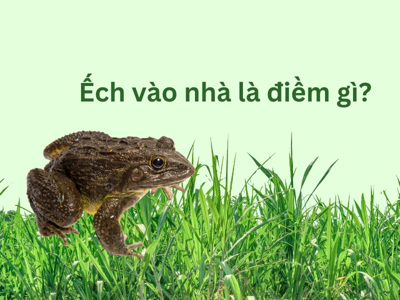 ếch vào nhà là điềm gì