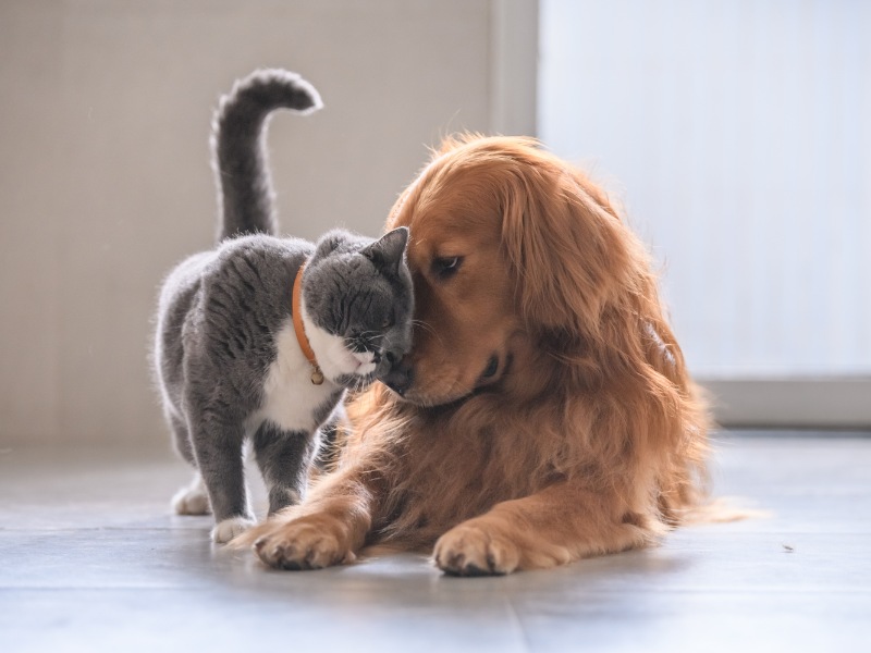 Nằm mơ thấy chó và mèo