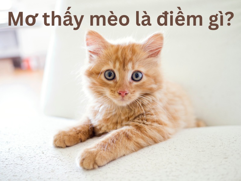 MƠ THẤY MÈO LÀ ĐIỀM GÌ