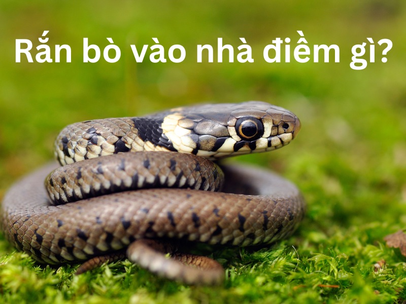 rắn bò vào nhà là điềm gì